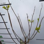 Hortenzia metlinatá (Hydrangea paniculata) ´SKYFALL´ - výška 80-100 cm, kont. C5L - NA KMIENKU